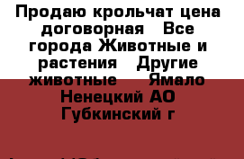 Продаю крольчат цена договорная - Все города Животные и растения » Другие животные   . Ямало-Ненецкий АО,Губкинский г.